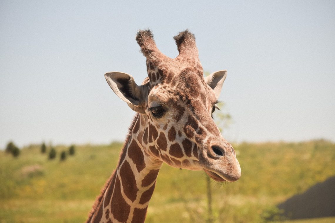 een giraffe in een dierenpark in Nederland